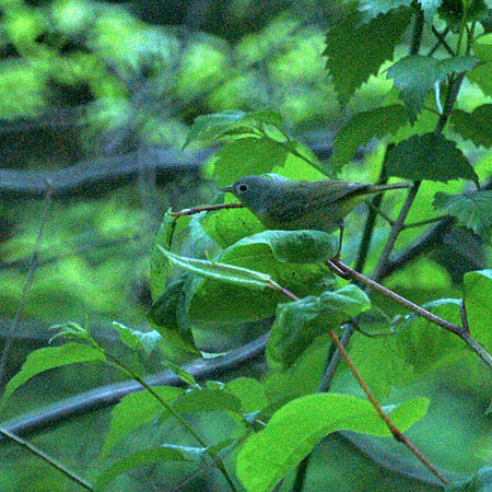 Nashville Warbler, Central Park