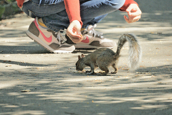 Feeding a squirrel