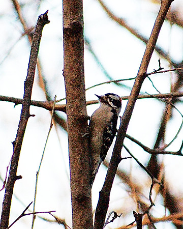 Downy Woodpecker