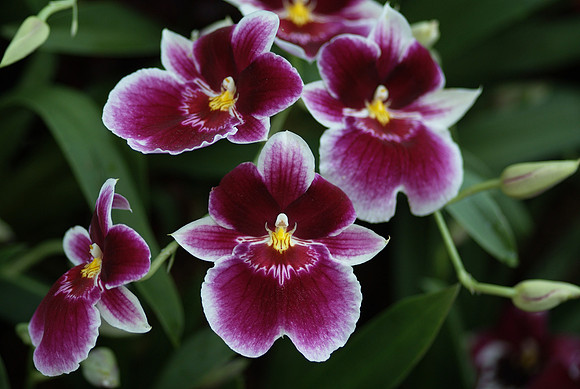 Miltoniopsis Hajime Ono