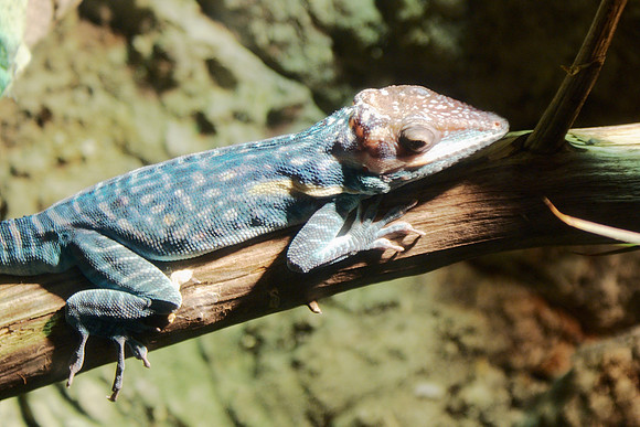 lizard
