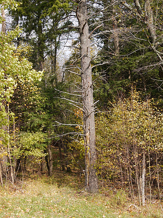 Woodpecker tree, Beshroner Road, Greene County NY