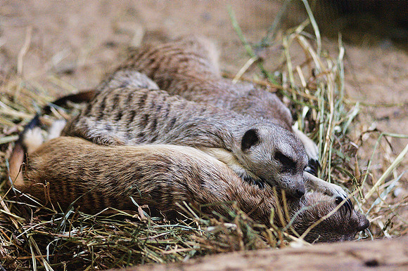 a pile of sleeping meerkats