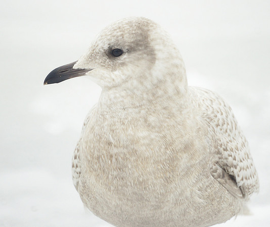 Iceland Gull, Central Park