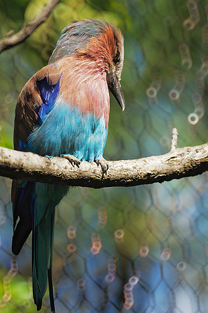 Bee-Eater