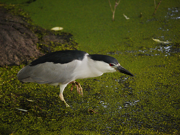 Black-Crowned Night Heron, Turtle Pond