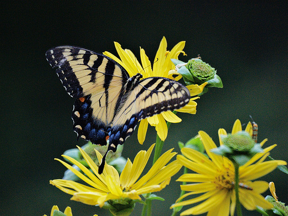 Tiger Swallowtail, Shakespeare Garden, Central Park