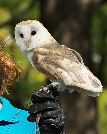 Barn Owl, Bronx Zoo