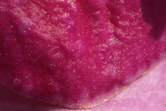 Orchid petal
