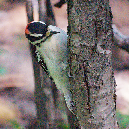 Downy Woodpecker, Central Park