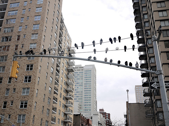 Pigeons, streetlight, Yorkville