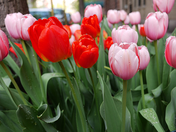 Street tulips, Yorkville