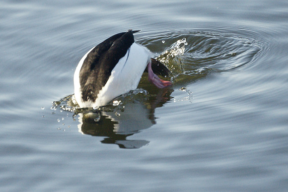 Bufflehead Diving