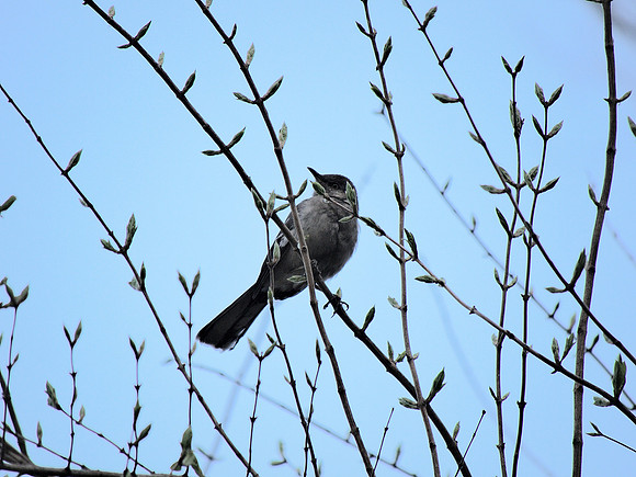Mockingbird, Central Park