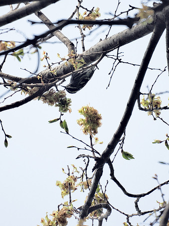 Black and White Warbler, Central Park