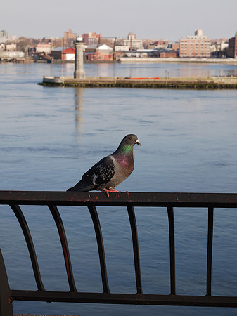 Pigeon, East River promenade
