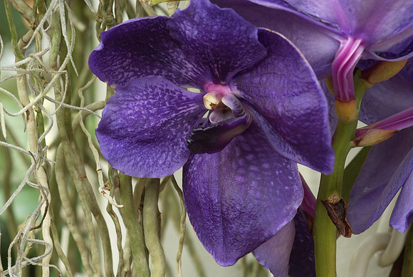 Vanda Manuvadee Blue