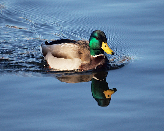 Mallard, Central Park Reservoir