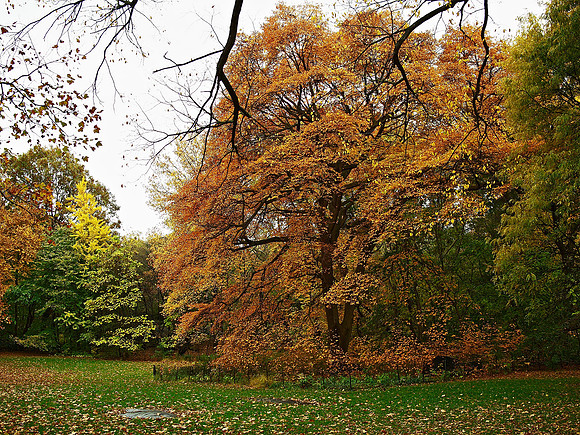 Central Park, Autumn