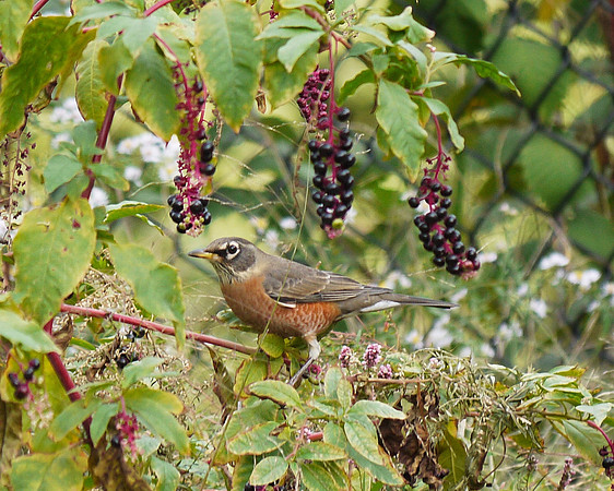 Robin and berries