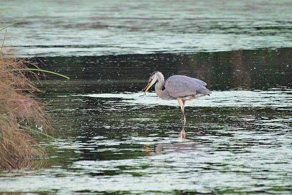 Great Blue Heron fishing, Turtle Pond