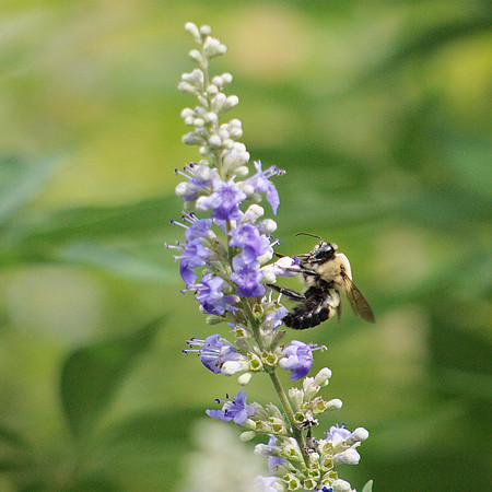 Pollinated