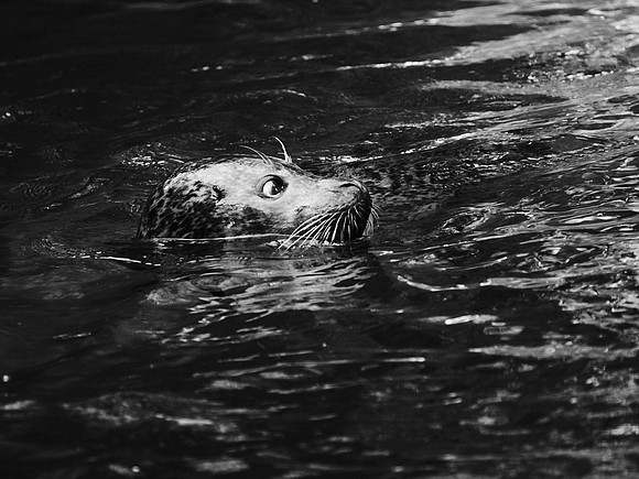 Sea Lion, Central Park Zoo