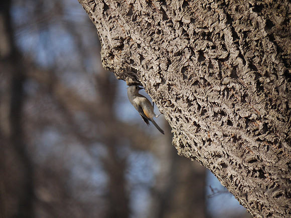 Tufted Titmouse, Central Park