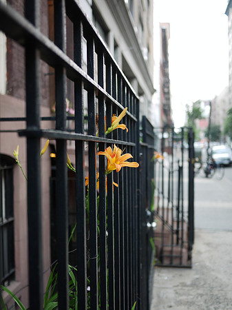 Daylily, Chelsea