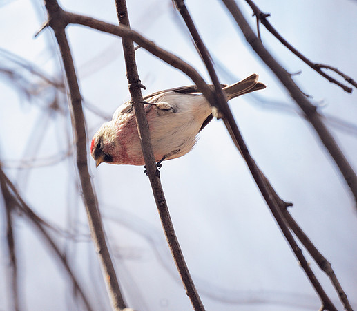 Common Redpoll, Central Park