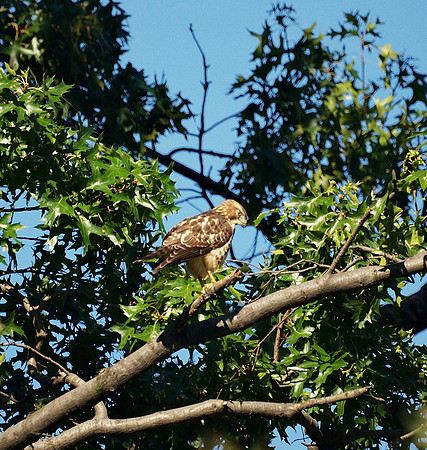 Broad-Winged Hawk, Central Park