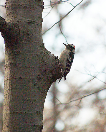 Downy Woodpecker, Central Park