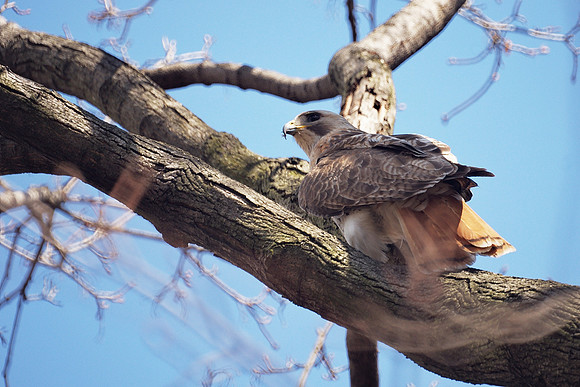 Red-Tailed Hawk, Central Park