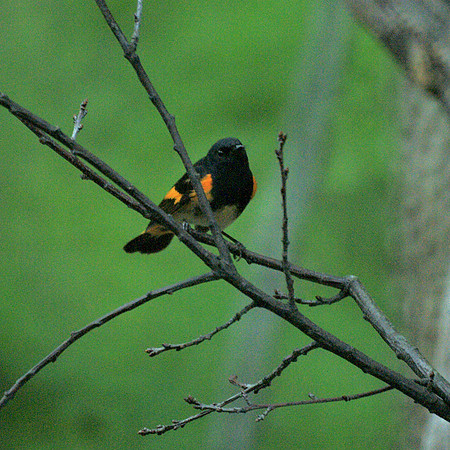 American Redstart, Central Park