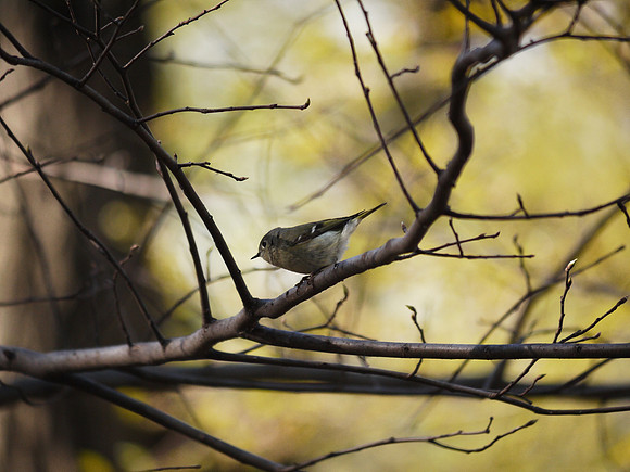 Ruby-Crowned Kinglet, Central Park
