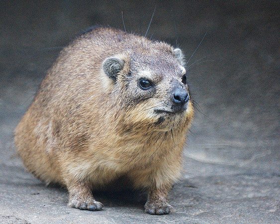 Hyrax, Bronx Zoo