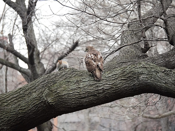 The Hawk and Squirrel Story (3)