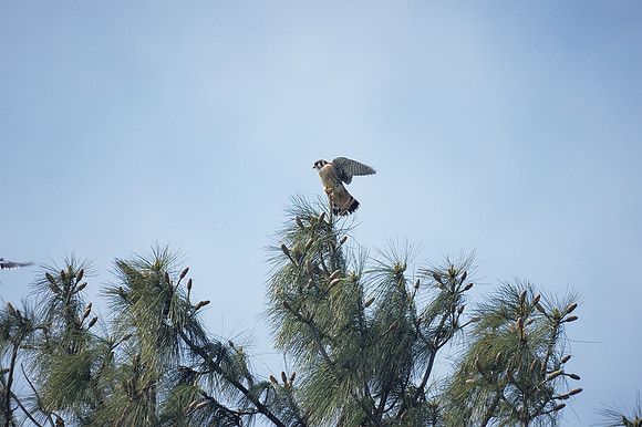 American Kestrel, NY Botanical Garden