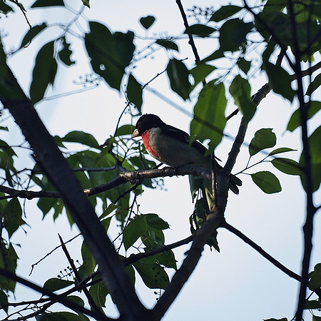 Rose-Breasted Grosbeak