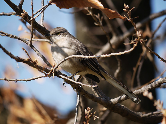 Mockingbird, Central Park