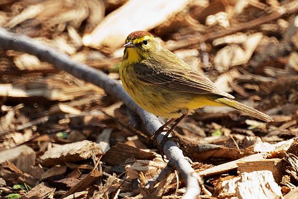 Palm Warbler, Central Park
