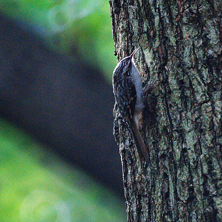 Brown Creeper, Central Park