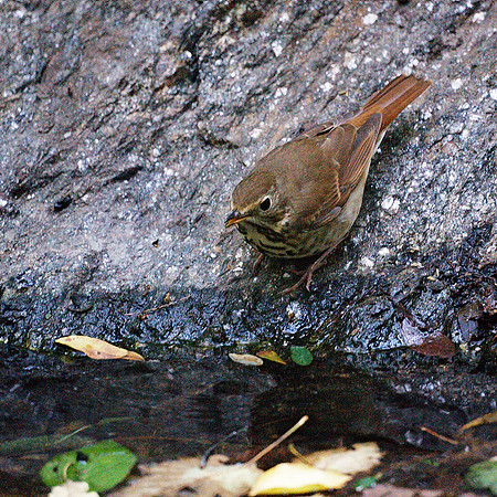 Hermit Thrush