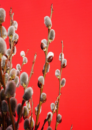 Pussy willows