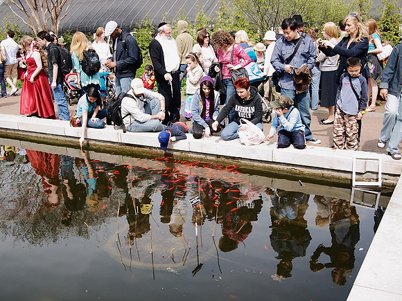 Koi and people, Brooklyn Botanic Garden