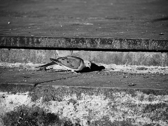 Mourning Dove, Central Park