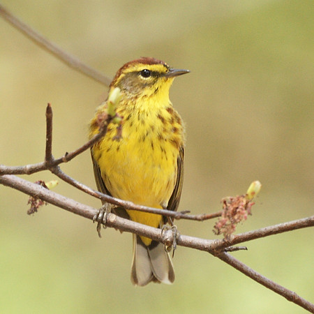 Palm Warbler, NY Botanical Garden