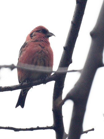 White-Winged Crossbill, Central Park