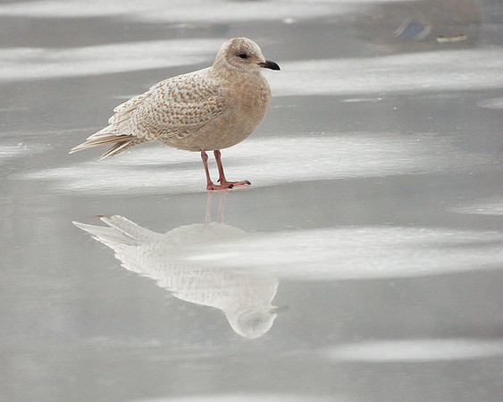 Iceland Gull, Central Park Lake