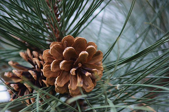 Pinecone
